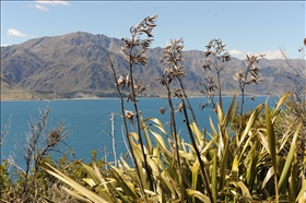 Lake Wanaka